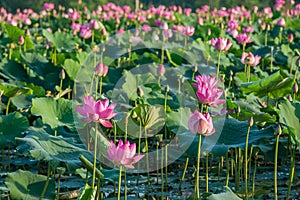 Beautiful scenery of blooming pink lotus flower plants on water