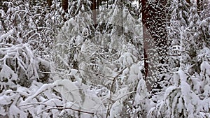 Beautiful scenery of branches covered with snow