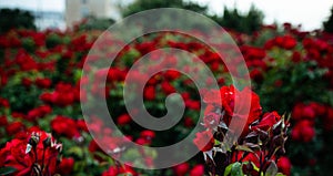 Beautiful scenery of bushes of bright red garden roses in the garden - great for wallpapers