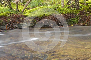 Beautiful scenery - calm mountain water stream flowing in green forest