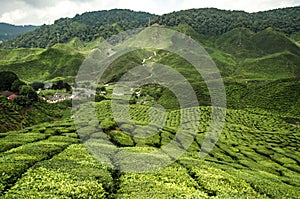 Beautiful scenery at Cameron Highlands, Malaysia with green nature tea plantation near the hill.