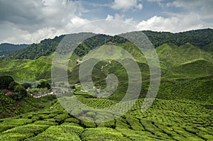 Beautiful scenery at Cameron Highlands, Malaysia with green nature tea plantation near the hill.