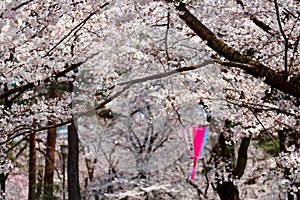 Beautiful scenery of Cherry Blossom Festival Sakura Matsuri with a traditional Japanese lantern hanging under flourishing Saku