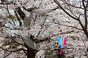 Beautiful scenery of Cherry Blossom Festival Sakura Matsuri with a traditional Japanese lantern hanging under Sakura trees photo