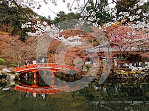 Beautiful scenery of cherry blossom trees and a red arch bridge over a pond in the Japanese garden of Daigo-ji  Daigoji