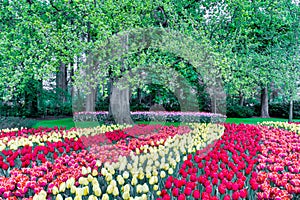 Beautiful scenery of colorful tulip Garden