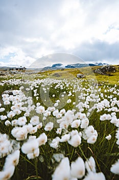 Beautiful scenery of a field of white flowers under a cloudy sky in Finse, Norway