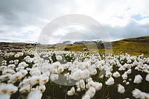 Beautiful scenery of a field of white flowers under a cloudy sky in Finse, Norway