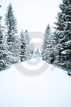 Beautiful scenery of a forest with a lot of fir trees covered in snow on a cold winter day