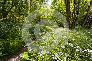 Beautiful scenery in the forest in spring with white flowers and bike path