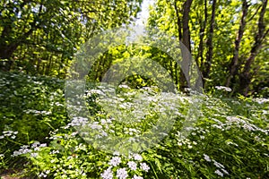 Beautiful scenery in the forest in spring with white flowers and bike path