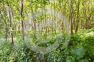 Beautiful scenery in the forest in spring with white flowers and bike path