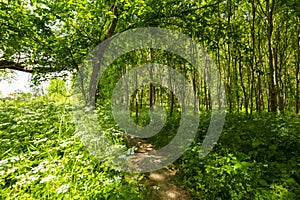 Beautiful scenery in the forest in spring with white flowers and bike path