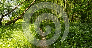 Beautiful scenery in the forest in spring with white flowers and bike path