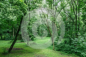 Beautiful scenery of green forest on a cloudy summer day. drone photography