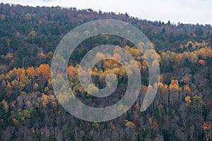 Beautiful scenery of green forest trees  in Dog Mountain, St. Johnsbury, VT, foliage, autumn