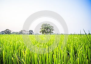 Beautiful scenery of green paddy field with big tree in rural area Thailand