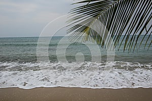 Beautiful scenery of a green palm tree on the beach near the crashing sea waves