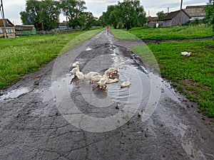 Rural landscape with goslings on the wet road