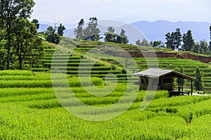 Beautiful scenery of Green terraced rice fields, hill cultivation at Pa Pong Pieng, Mae Chaem, Chiang Mai, Thailand