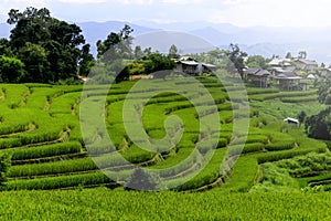 Beautiful scenery of Green terraced rice fields, hill cultivation at Pa Pong Pieng, Mae Chaem, Chiang Mai, Thailand