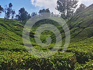 Beautiful Scenery of hilly Tea estate in Munnar Hill Station, Kerala, India. Green all over with trees and sky.