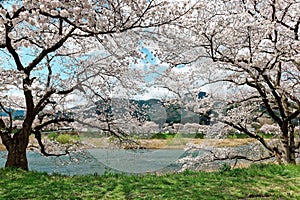 Beautiful scenery of idyllic Japanese countryside in springtime