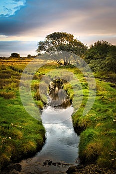 Beautiful scenery of irish landscape and small river that leads to the lonely tree in the green field