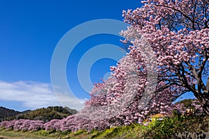 Beautiful scenery of Kawazu cherry blossoms and rape blossoms in early spring.