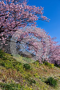 Beautiful scenery of Kawazu cherry blossoms and rape blossoms in early spring.