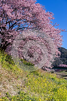 Beautiful scenery of Kawazu cherry blossoms and rape blossoms in early spring.