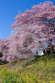 Beautiful scenery of Kawazu cherry blossoms and rape blossoms in early spring.