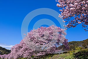 Beautiful scenery of Kawazu cherry blossoms and rape blossoms in early spring.