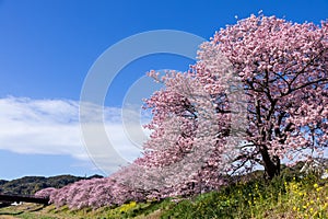 Beautiful scenery of Kawazu cherry blossoms and rape blossoms in early spring.