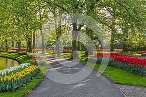 Beautiful scenery in Keukenhof royal flower garden in the Netherlands with beautiful flowerbeds and no people