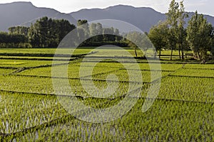 A beautiful scenery and landscape view of rice paddies in Swat Valley , Khyber Pakthunkhwa, Pakistan photo