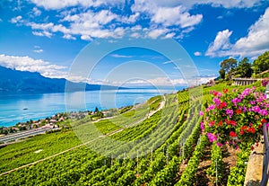 Krásny scenérie v víno kraj ženeva 