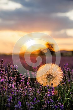 Beautiful scenery of lavender plantation on Evros Greece, cloudy sky on sunset colors