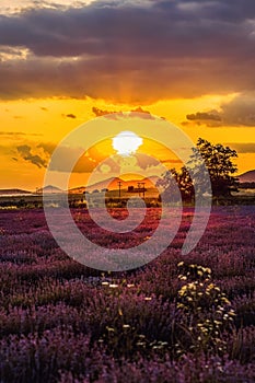 Beautiful scenery of lavender plantation on Evros Greece, cloudy sky on sunset colors