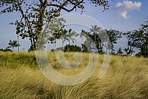 Beautiful scenery of long yellowish grass and trees in the background with blue sky