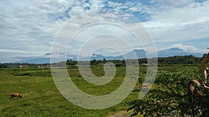 beautiful scenery in a meadow there are also cows that are eating grass with great gusto, adding to the beautiful panorama