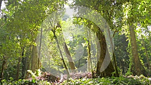 Beautiful scenery of morning sunlight shining down through the big trees in tropical forest.
