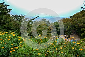 A beautiful scenery on the mountain with fresh flowers and green trees