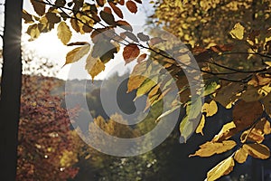 Beautiful scenery of mountains, tree , and forest in autumn.