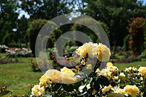 Clusters of beautiful, delicate yellow garden roses. photo