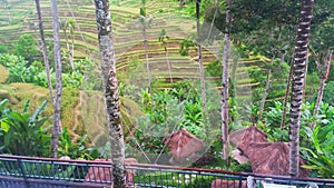 Beautiful Scenery of Paddy Field