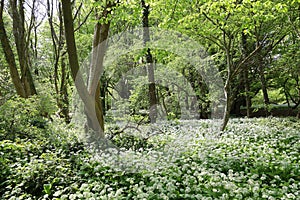 Beautiful scenery of a park with flowers and trees in Trelde Naes, Fredericia, Denmark photo