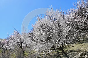 Beautiful Scenery of Pink Apricot Trees in Blossom in Pakistan