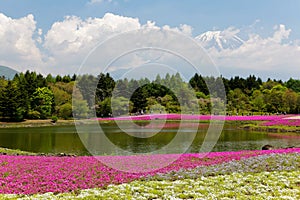 Beautiful scenery of pink Shibazakura Moss Phlox fields by a lake with the snow-capped mountaintop of Mount Fuji