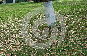 Beautiful scenery in public park with green grass field